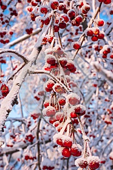 Branches with rich red apples under snow against blue sky