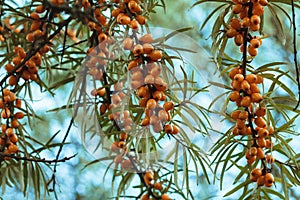 Branches of ripe sea-buckthorn, close-up