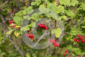 Branches of a ripe viburnum
