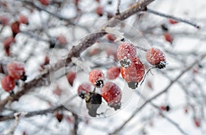 Auf der rosen Beeren 