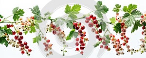 Branches of ripening red currant berries with green leaves, on white background. Generative AI