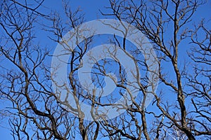 Branches of Robinia pseudoacacia umbraculifera in winter