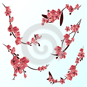 Branches of rose blossoming sakura . Japanese cherry tree. Vector Isolated icon Set
