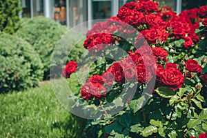 Branches of rose bush saturated red in summer morning garden