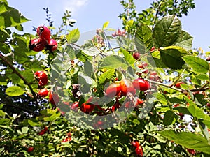 Branches with Rose Hip fruit.