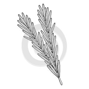 Branches of rosemary, healthy food icon, doodle style flat vector outline for coloring book