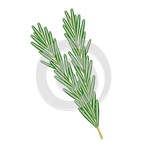 Branches of rosemary, healthy food icon, vector