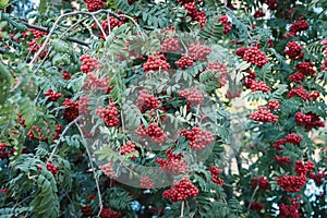Branches of rowan or mountain ash with bright red berries and green leaves in autumn day