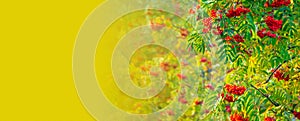 A branches of rowan with red berries bacground yellow lives banner. Autumn and natural background. Autumn banner with