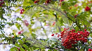 A branches of rowan with red berries background blue sky banner. Autumn and natural background. Autumn banner with rowan