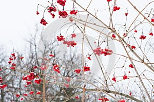 Branches of rowan in snow clear frosty day. Winter background. Mountain ash.