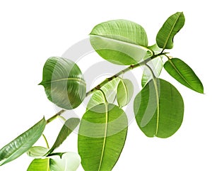 Branches of a rubber tree bottom view on white background, large rounded isolated green leaves. Elements for card, poster desing