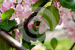 Branches with sakura flowers. Close-up