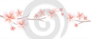 Branches of Sakura with Light Pink flowers isolated on White background. Sakura flowers. Cherry blossom. Vector EPS 10, cmyk