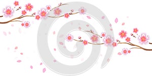 Branches of Sakura and petals flying isolated on white background. Apple-tree flowers. Cherry blossom. Vector EPS 10, cmyk