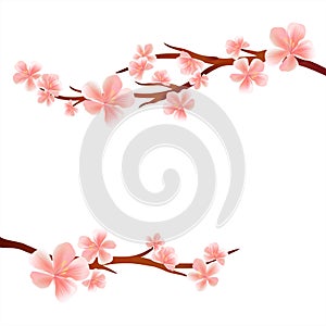 Branches of Sakura with Pink flowers isolated on White background. Apple-tree flowers. Cherry blossom. Vector EPS 10, cmyk