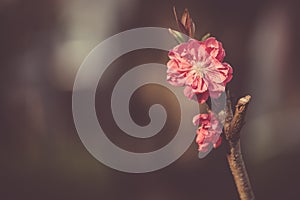 Branches sakura with red japanese flowers