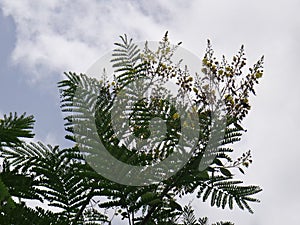 Branches of sappanwood with immature pod and inflorescence - Yellow flower