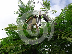 Branches of sappanwood with immature pods