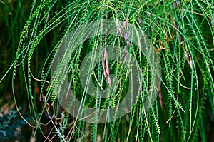 Branches with seed pods of Palo Verde