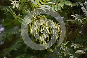 Branches with seeds of Fraxinus Excelsior tree.