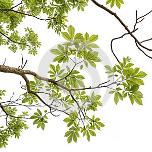 Branches set isolated on white background