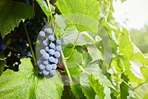 Branches of Shiraz grapes growing in the garden.