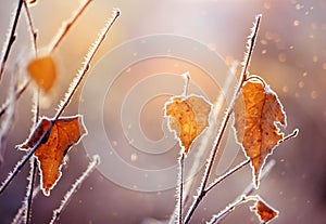 Branches of a shrub with yellow leaves covered with crystals of frost on a natural background of dry grass.