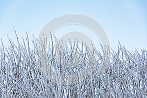 Branches of shrubs and trees covered with frost due to severe frost and acrtic invasion