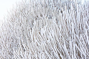 Branches of shrubs and trees covered with frost due to severe frost and acrtic invasion