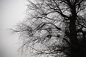 Branches silhouette