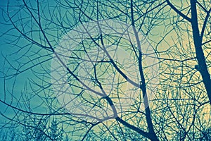 Branches and sky photo