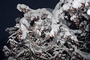 Branches of small paradise apples under the snow. Beautiful tree branches with bright fruits under the first snow. Autumn