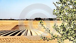 Branches of a small tree with farm cultivated land with potato in the background