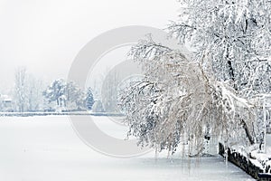 Branches with snow