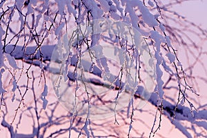 Branches in the snow against the pink sky