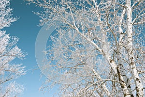 Branches with snow on blue sky background, winter forest, beautiful wild landscape