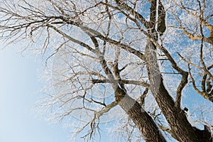 Branches with snow on blue sky background in winter forest, beautiful wild landscape