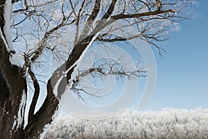 Branches with snow on blue sky background, winter forest, beautiful wild landscape