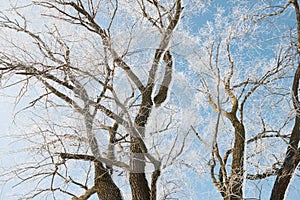 Branches with snow on blue sky background in winter forest, beautiful wild landscape