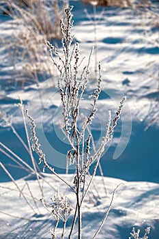 Branches in the snow at dawn