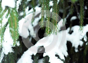 Branches of snow green fir tree. Snow lies on the branches of a fir tree. Christmas winter minimal concept