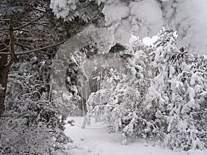 Branches in the snow