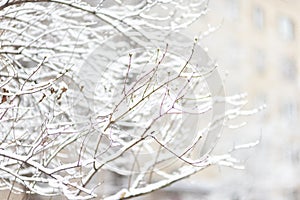 branches in the snow on a white blurred background