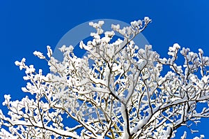 Branches snow winter sky blue snowflake forest frost tree