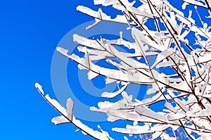 Branches snow winter sky blue snowflake forest frost tree