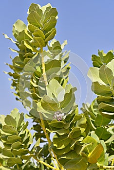 Branches of Sodom apple tree Calotropis procera