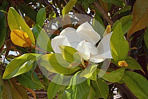 Branches of southern magnolia tree with leaves and flower photo