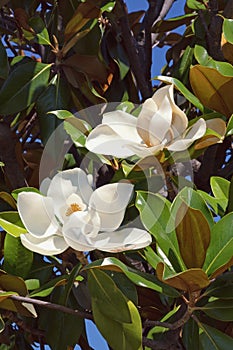 Branches of southern magnolia Magnolia grandiflora tree with leaves and flowers photo