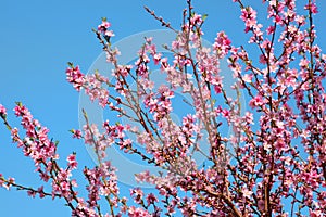 Branches with spring bloom photo